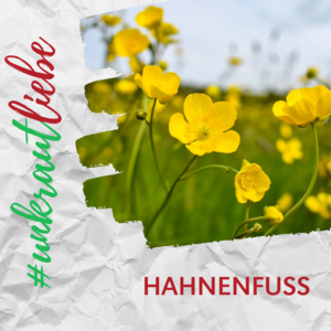 Hahnenfuß