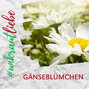 Gänseblümchen