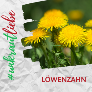 Löwenzahn