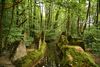 Moosbedeckte Betonreste entlang eines schmalen Wasserkanals im Wald mit dichtem grünen Laub.
